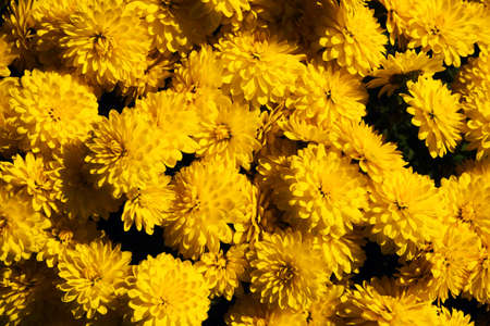 Yellow chrysanthemum background. Color flower texture. Closeup macro pattern. Floral texture....