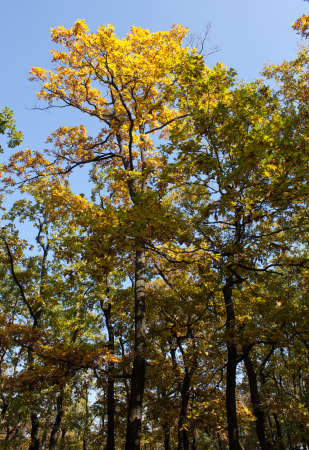 Colorful autumn treeの写真素材