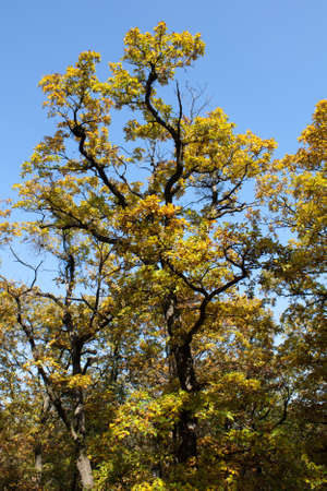 Colorful autumn treeの写真素材