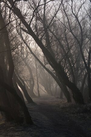 Big fog in the forestの写真素材