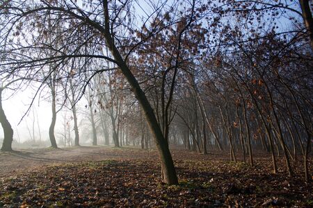 the very big morning fog in the forestの写真素材