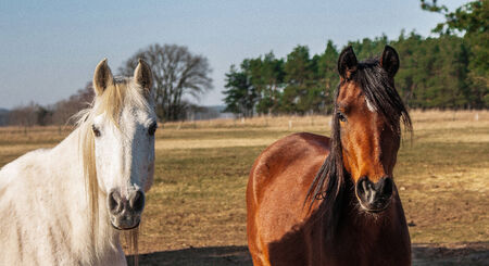 Two horses on pasture, pose for a photo の写真素材