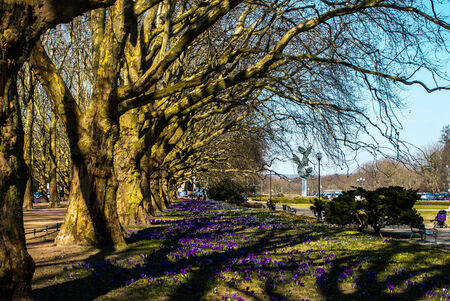 Szczecin, Poland - March 11, 2014  A lot of crocuses in Szczecin, Jasne Blonia  Carpet of crocuses  のeditorial素材