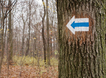 Blue Touristic marks on tree trunkの写真素材