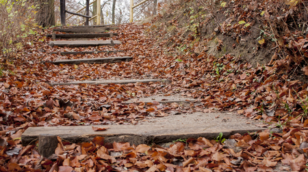 Wood stairs path through fall colored treesの写真素材