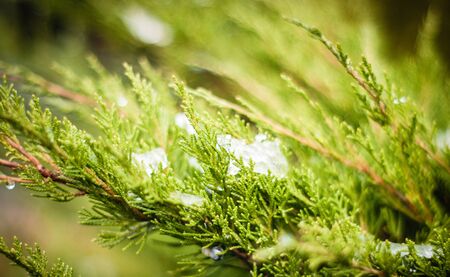 Winter background with snowy fir branchの写真素材