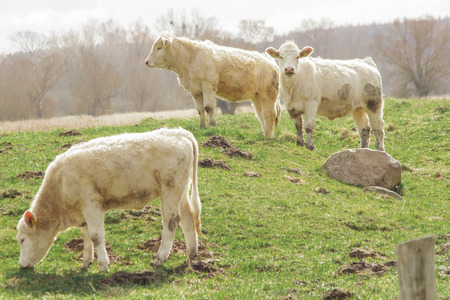 TANTOW, GERMANY - APRIL 03, 2015: White cows in the green fieldのeditorial素材