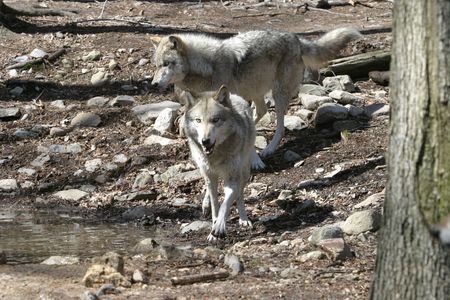 Wolf