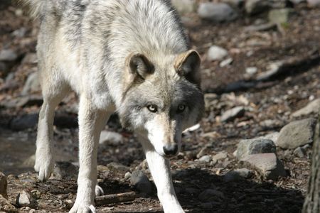 Wolf