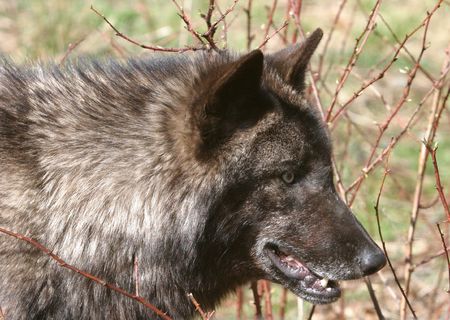 Wolf