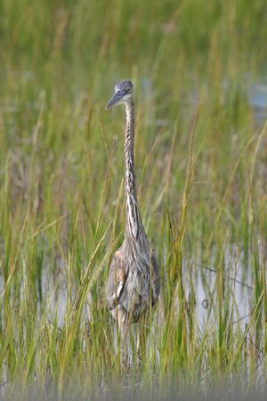 Great Blue Heronの写真素材