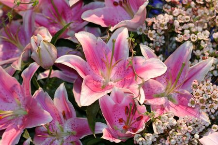 Floral Arrangementの写真素材