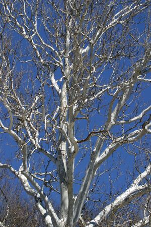 Treeの写真素材