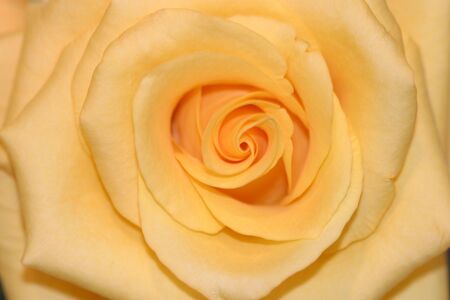 Yellow Roseの写真素材