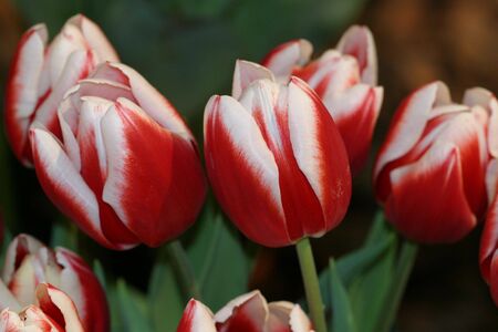 Tulipsの写真素材