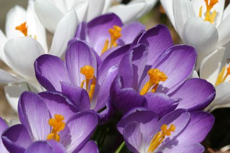 Crocusの写真素材