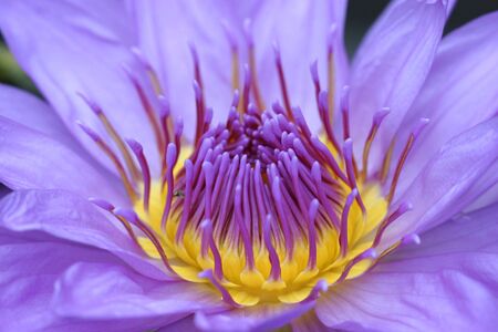 Purple Water Lilyの写真素材