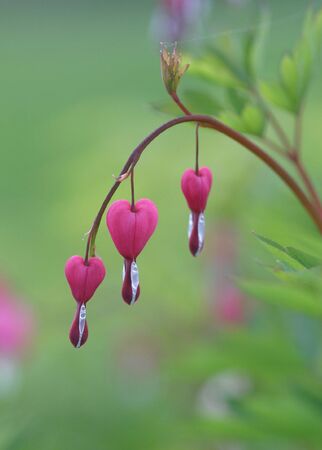 Bleeding Heartの写真素材