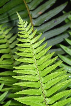 Fernの写真素材