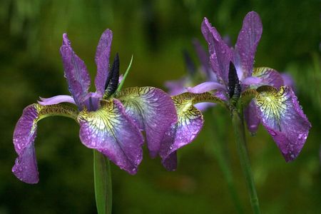 Irisの写真素材