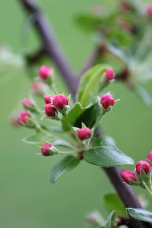 Crab Apple Blossomの写真素材