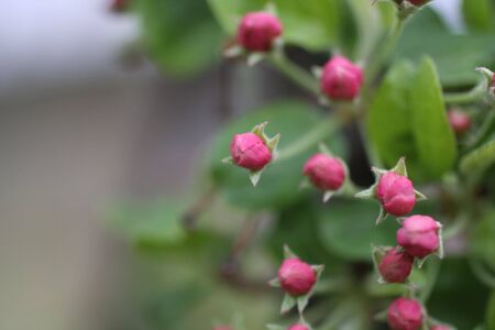 Crab Apple Blossomの写真素材