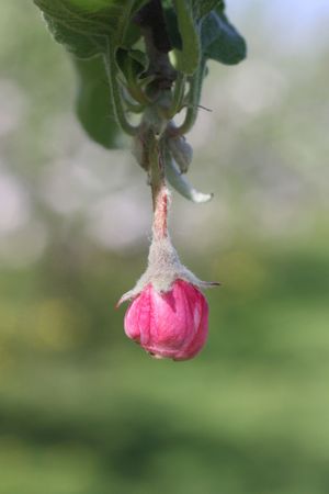 Apple Blossomの写真素材