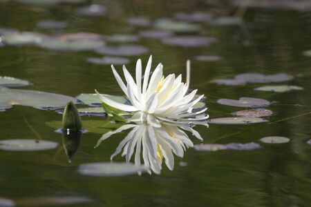 Water Lilyの写真素材