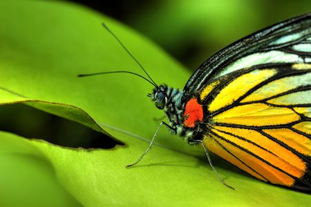 butterfly on a leafの写真素材