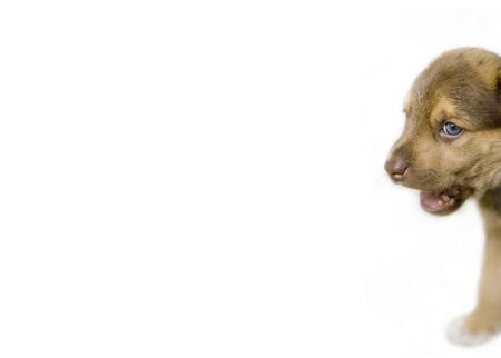 puppy hide behind the wallの写真素材