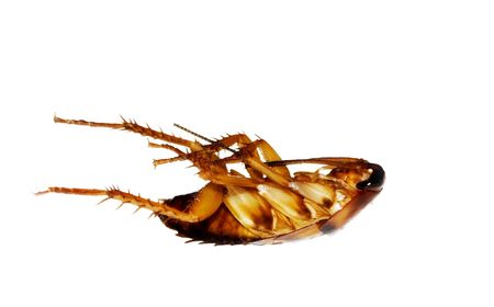 dead cockroach isolated on white
