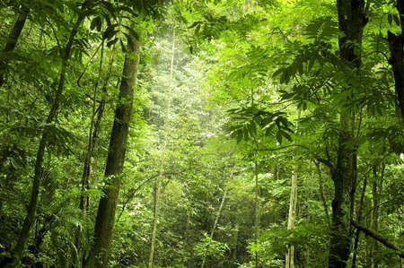 green forest