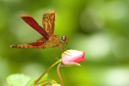 A dragonfly resting on a flower budの写真素材