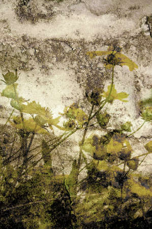 old-fashioned flower on grungeの写真素材