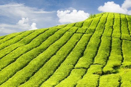 Tea Plantationsの写真素材