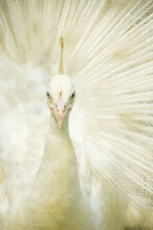 closeup on a nice white peacockの写真素材
