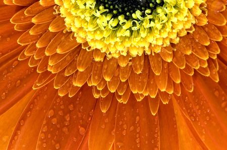 closeup of orange Gerbera Jamesonii Bolus flowerの写真素材