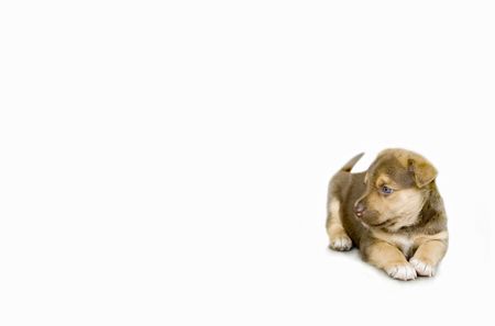 puppy sitting on white backgroundの写真素材