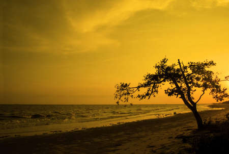 tree silhouette in sunset at beachの写真素材