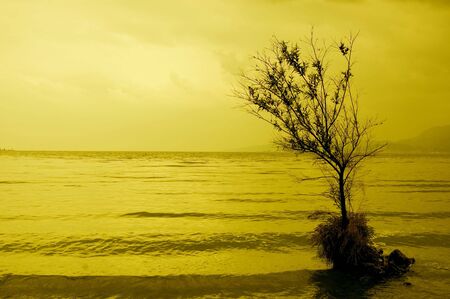 silhouette of tree in sunsetの写真素材