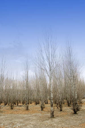 autumn forestの写真素材