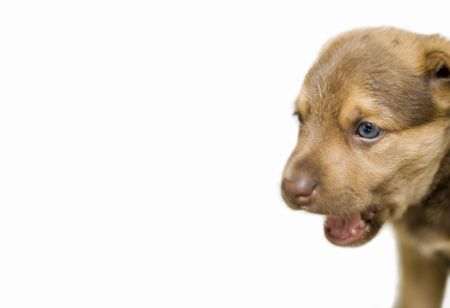 a barking puppyの写真素材