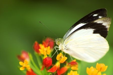 butterfly feeding on flowerの写真素材