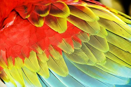 Close up colourful wings of macawの写真素材