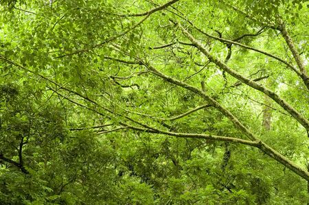 tropical green forestの写真素材