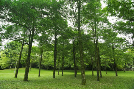 green forestの写真素材