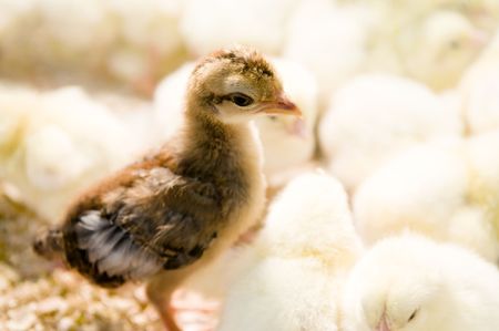 Outstanding chick - A brown chick standing in yellow chicks group