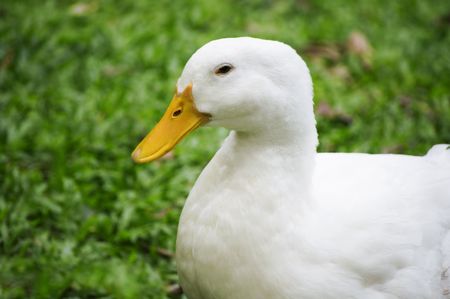 White duck on a green lawnの写真素材
