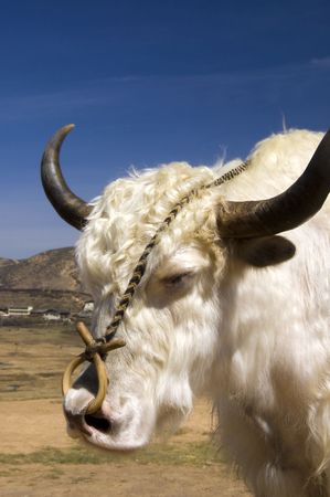 Close up Tibetan Yak portrait.の写真素材