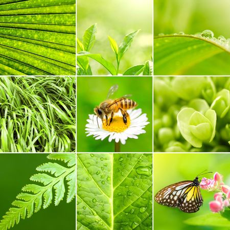 Spring collage background. All image belongs to me.の写真素材